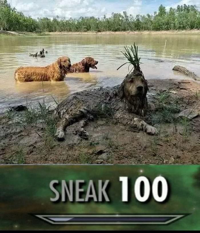 sneak 100 ... 2