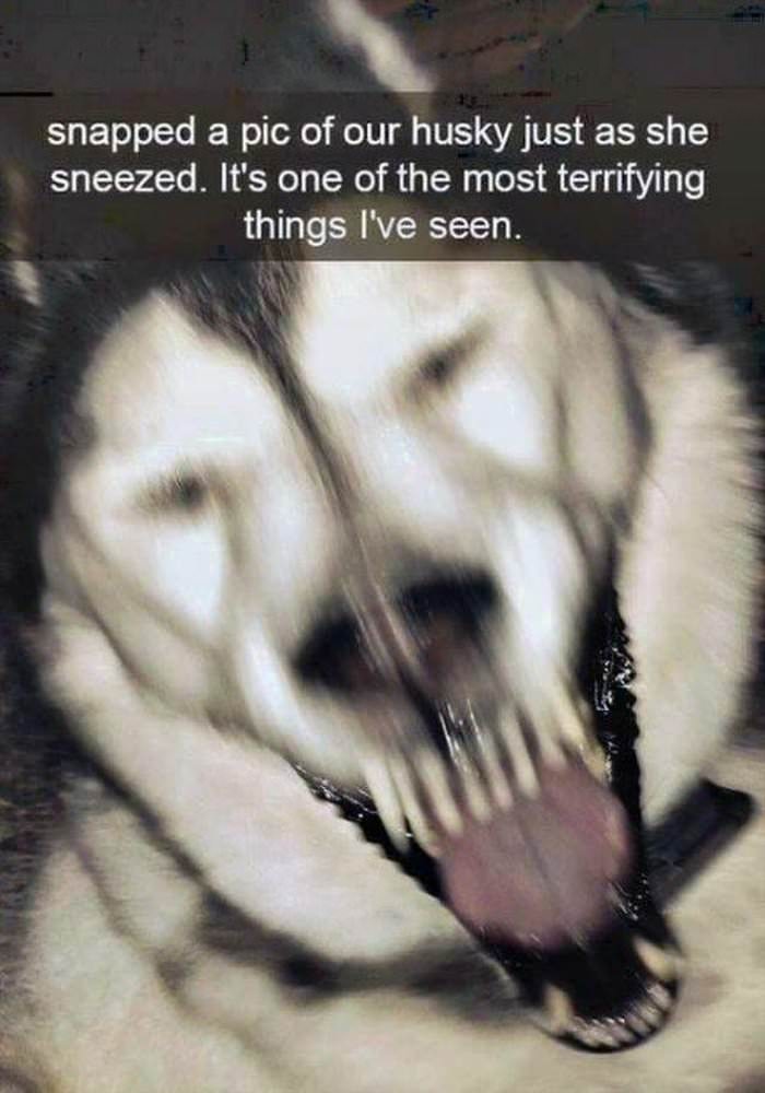 sneezing husky