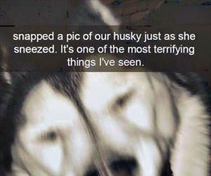 sneezing husky