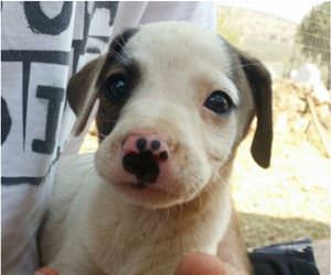 snoot has a boop funny picture