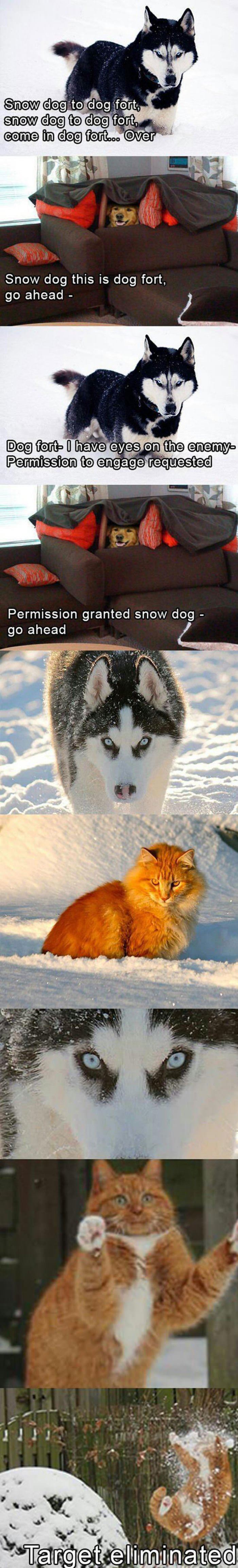 snow dog to dog fort funny picture
