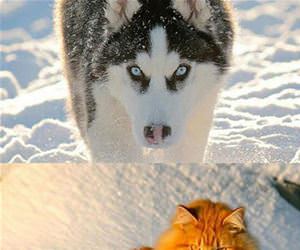 snow dog to dog fort funny picture