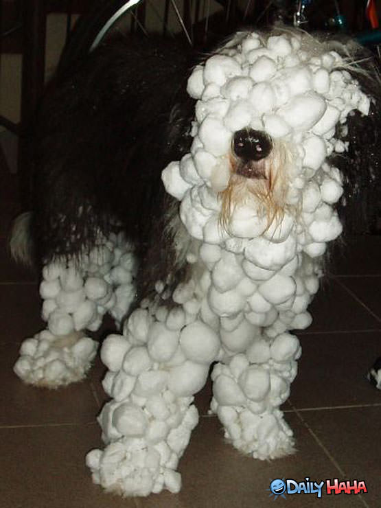 Snowball Face Dog 2
