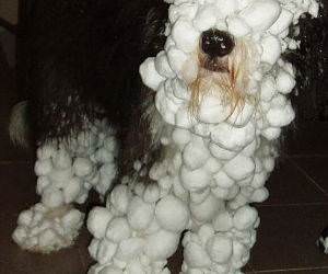 Snowball Face Dog 2