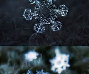 Captured Snowflakes funny picture