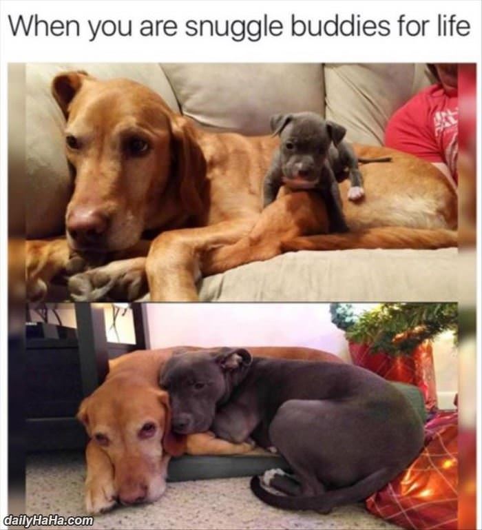 snuggle buddies for life funny picture