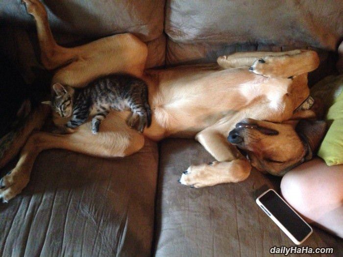 so asleep funny picture