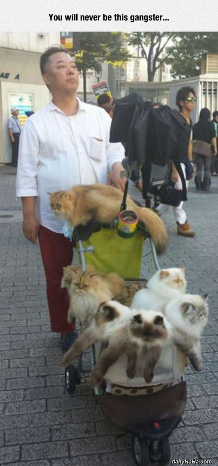 so gangster funny picture