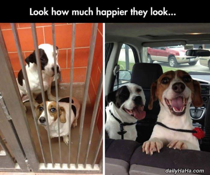 so much happier now funny picture