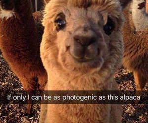 so photogenic funny picture