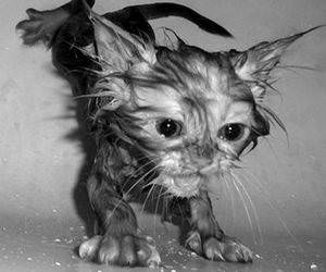 Soaked Kitten