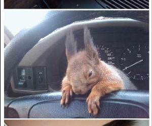 Squirrel Buddy funny picture