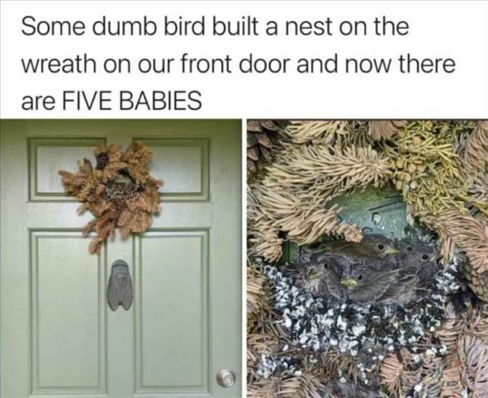 some dumb bird
