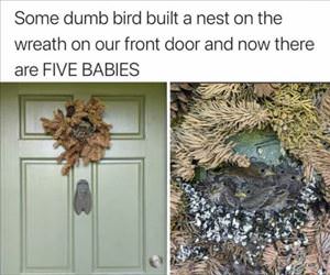 some dumb bird