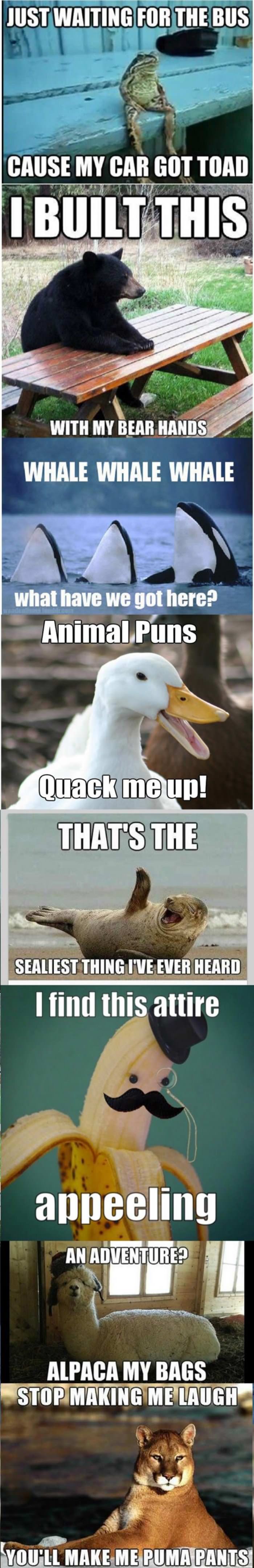 some animal puns funny picture