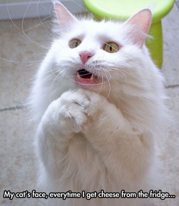 some cheese please funny picture