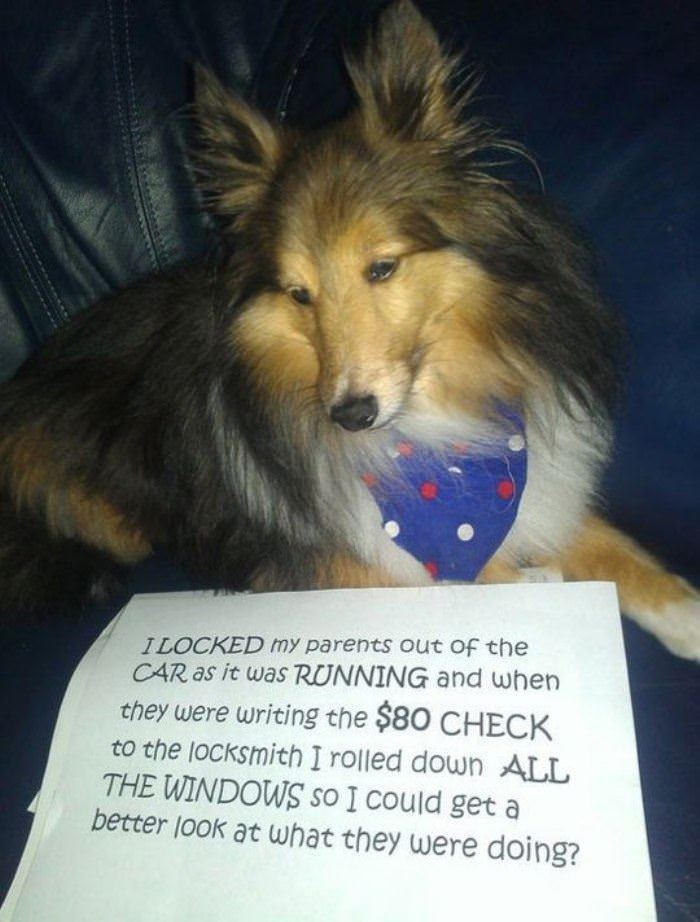 some dog shaming funny picture