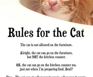 some rules for the cat funny picture