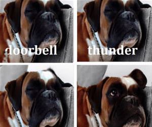 some things are more important funny picture