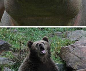 some very majestic animals funny picture
