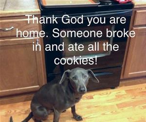 and ate all the cookies funny picture