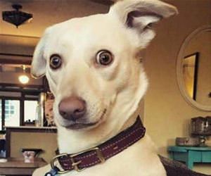 someone mentioned food funny picture