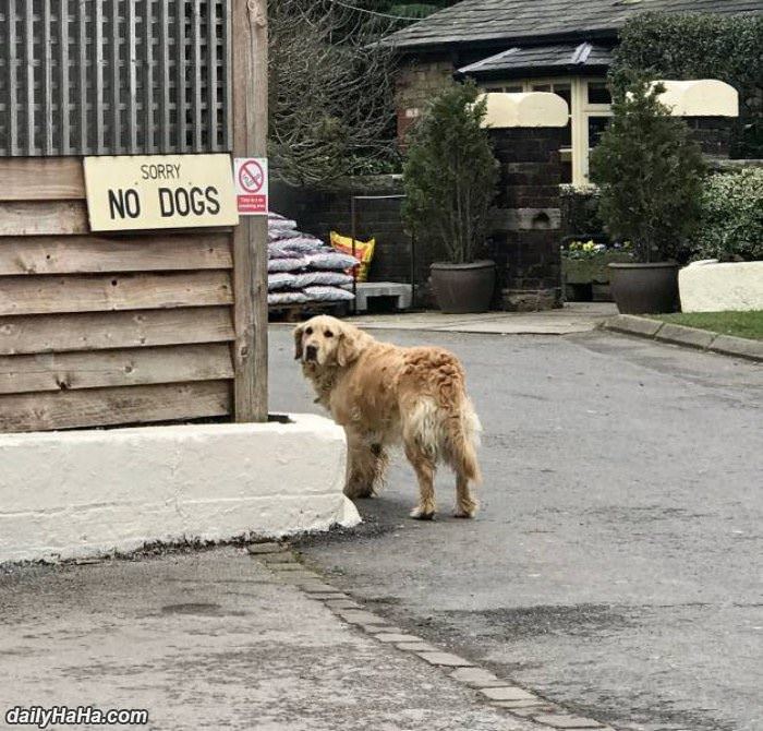 sorry no dogs funny picture