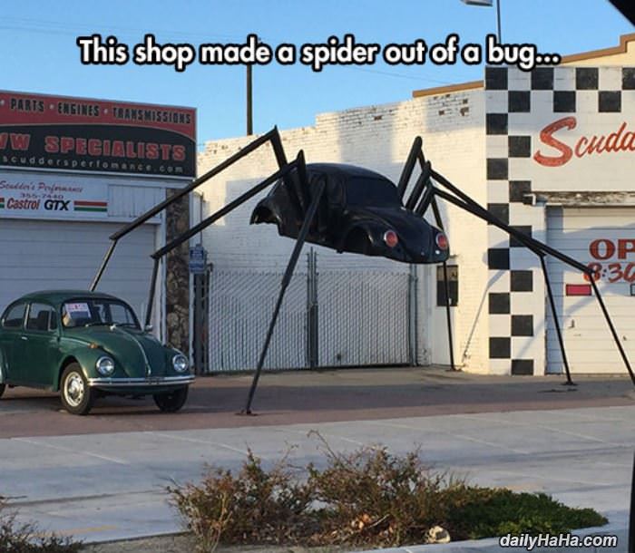 spider bug funny picture