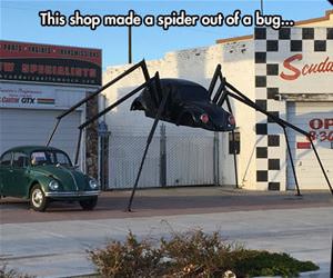 spider bug funny picture