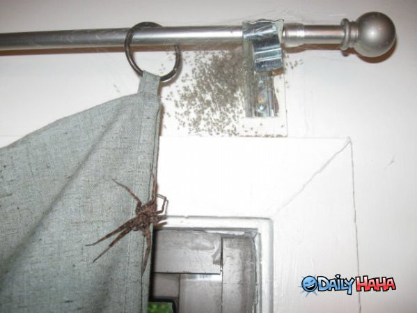 Spider Family funny picture