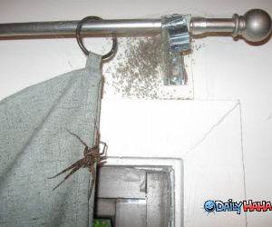 Spider Family funny picture