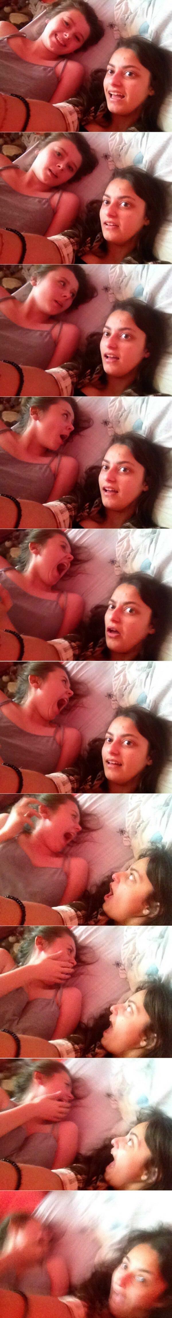 spider selfie funny picture