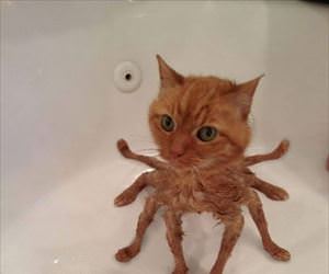 spidercat