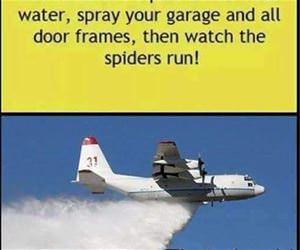 spiders funny picture