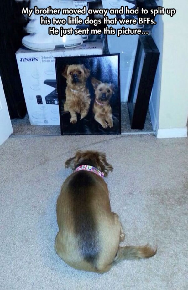 Split Up the Dogs funny picture