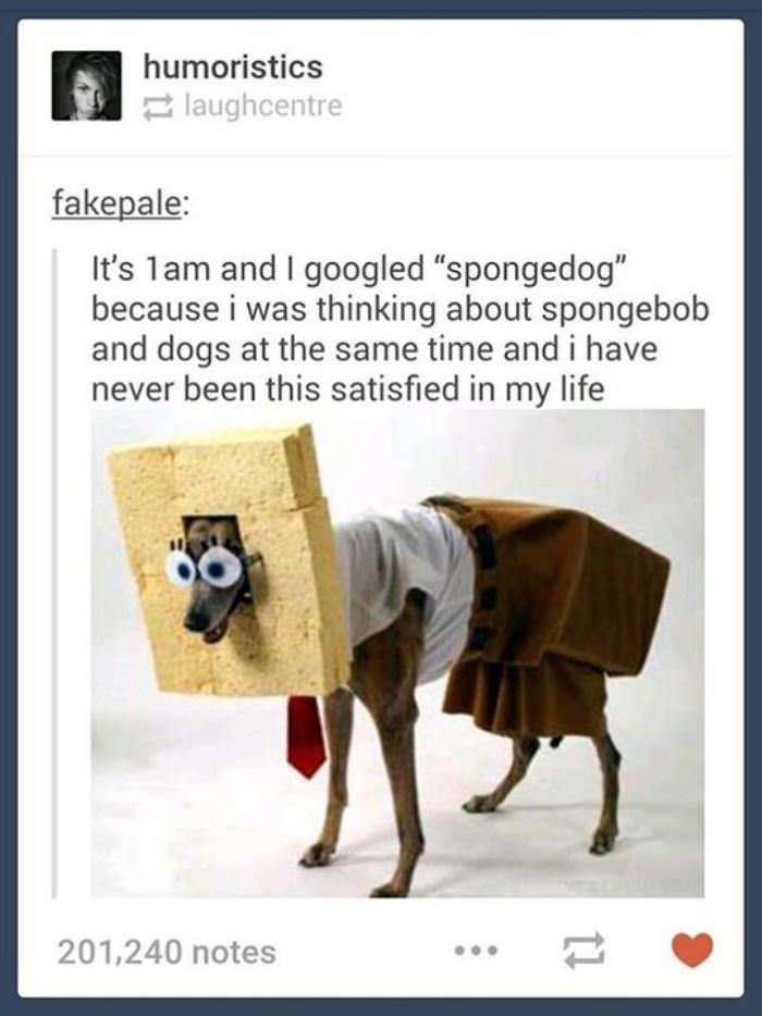 spongedog funny picture