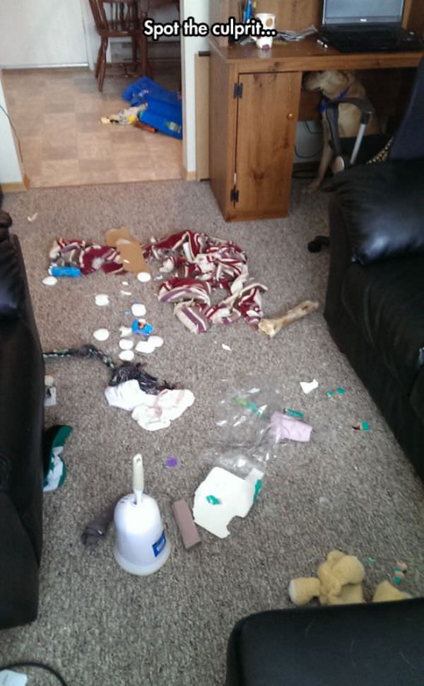 Funny Spot the Culprit Picture