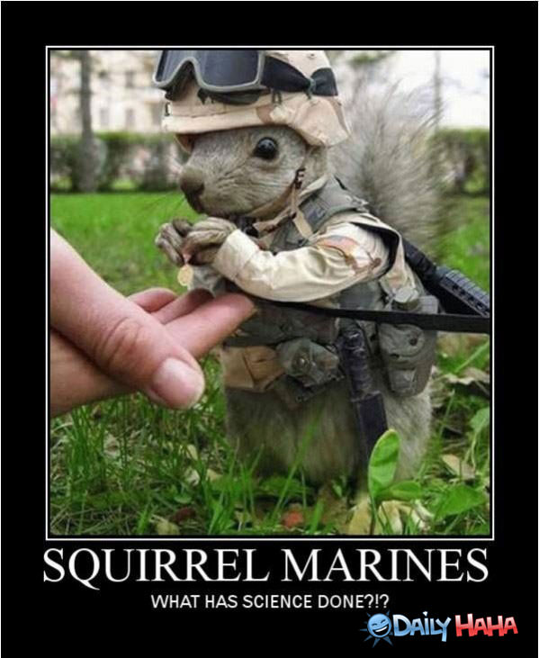 Squirrel Marine funny picture