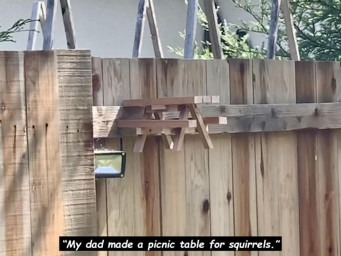 squirrel picnic table