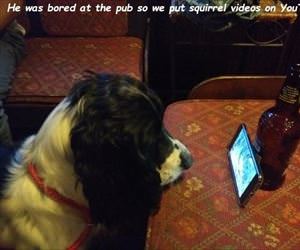 squirrel videos for some fun