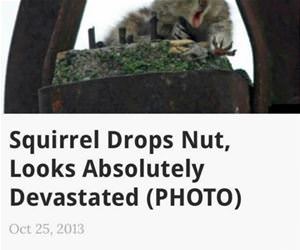 squirrel drops nuts funny picture