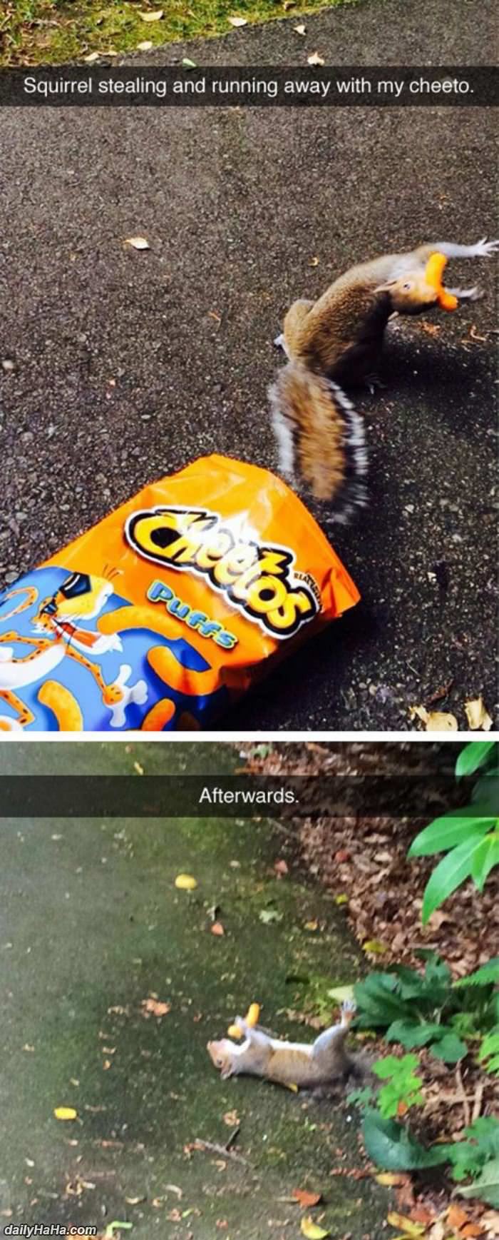 squirrel stealing cheetos funny picture