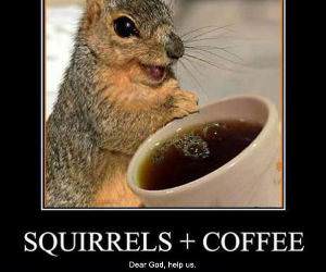 Squirrels and Coffee funny picture