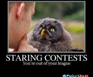 Staring Contest funny picture