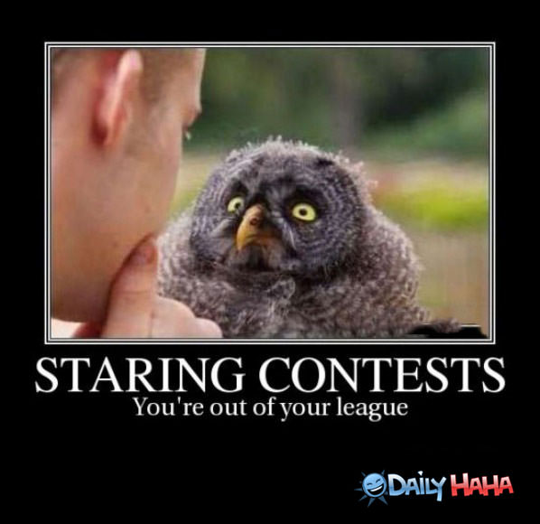 Staring Contest funny picture