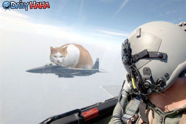 Stealth Cat Fighter