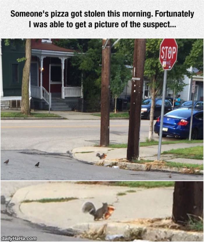 stolen pizza funny picture