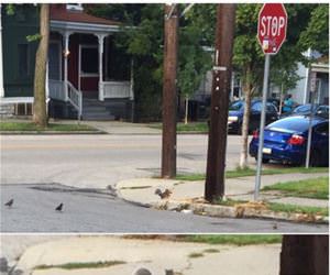 stolen pizza funny picture