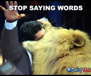 Stop Saying Words Lion Pic
