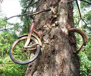 stuck here in the tree